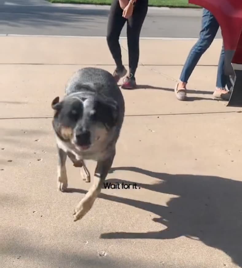 Dog Loses His Mind Over Surprise Grandparent Visit